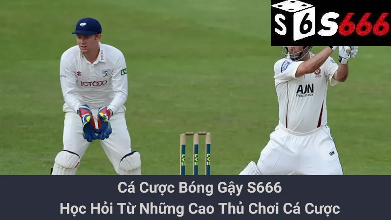 Cá Cược Bóng Gậy S666: Học Hỏi Từ Những Cao Thủ Chơi Cá Cược